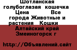 Шотланская голубоглазая  кошечка › Цена ­ 5 000 - Все города Животные и растения » Кошки   . Алтайский край,Змеиногорск г.